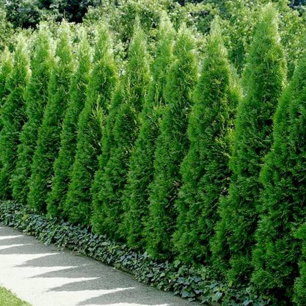 Tuja smaragd   thuja occidentalis smaragd