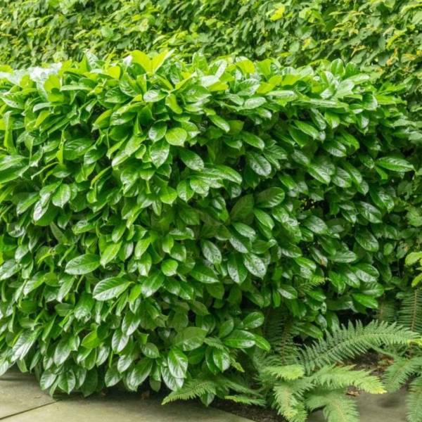 Vavrínovec lekársky Novita - Prunus laurocerasus
