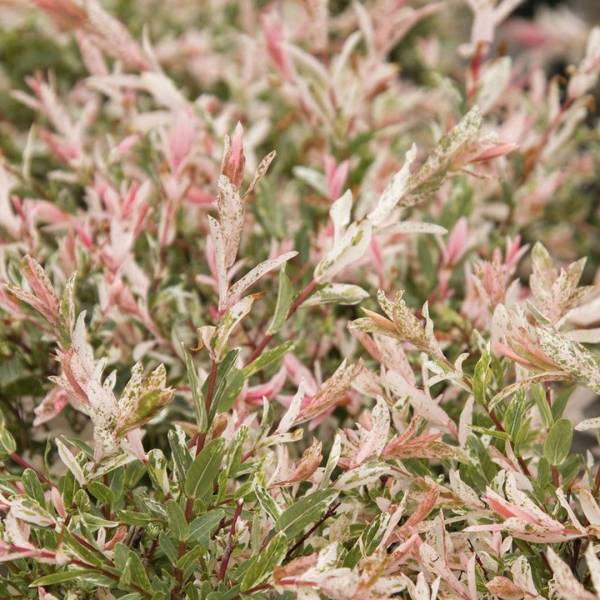 Vŕba japonská - Salix Hakuro nishiki
