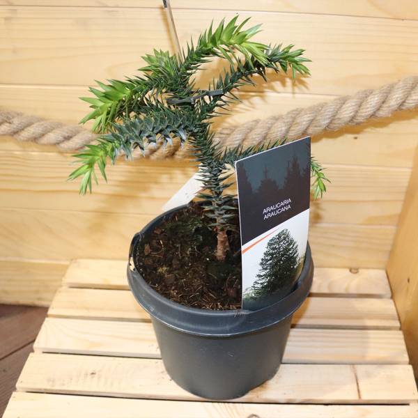 Araucaria araucana | záhradníctvo garden team Araucaria araucana