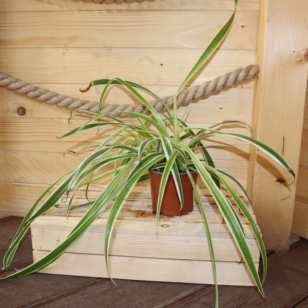 Zelenec chochlatý Chlorophytum comosum