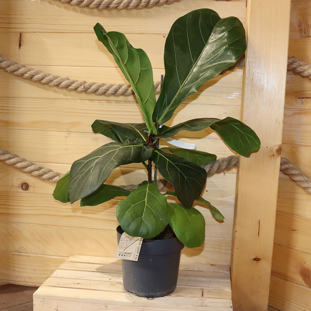 Figa husľová ficus lyratar | záhradníctvo garden team Figa husľová ficus lyratar