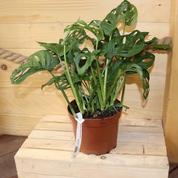 Monstera Adansonii