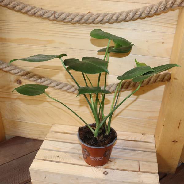 Monstera deliciosa