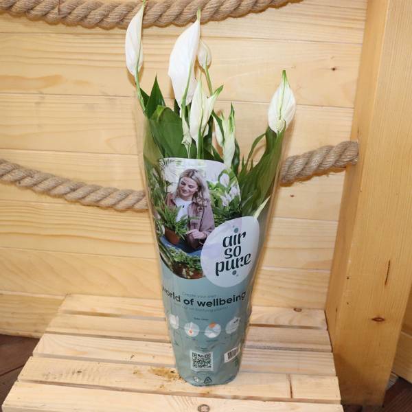 Lopatkovec Spathiphyllum Belliny Air