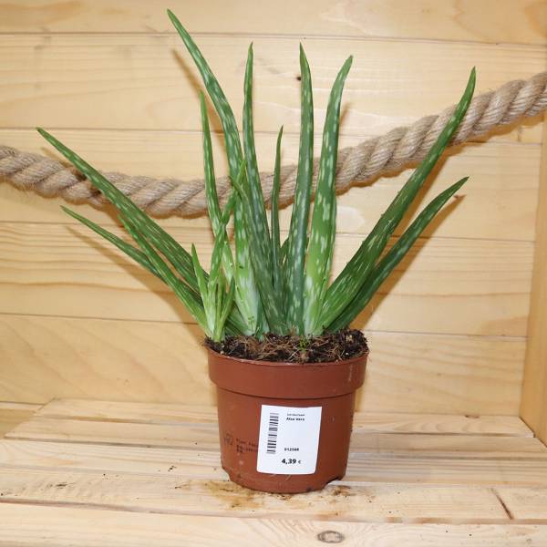 Aloe vera