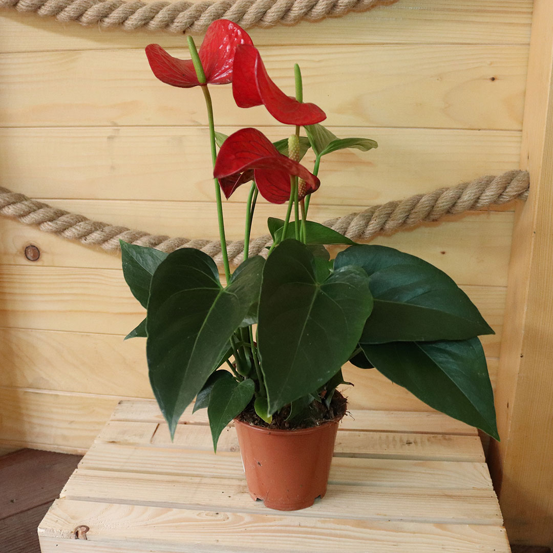 Antúria červená anthurium | záhradníctvo garden team Antúria červená anthurium