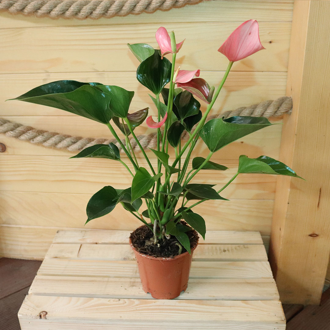 Antúria ružová anthurium | záhradníctvo garden team Antúria ružová anthurium