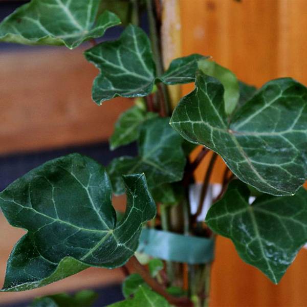 Brečtan Hedera Hibernica
