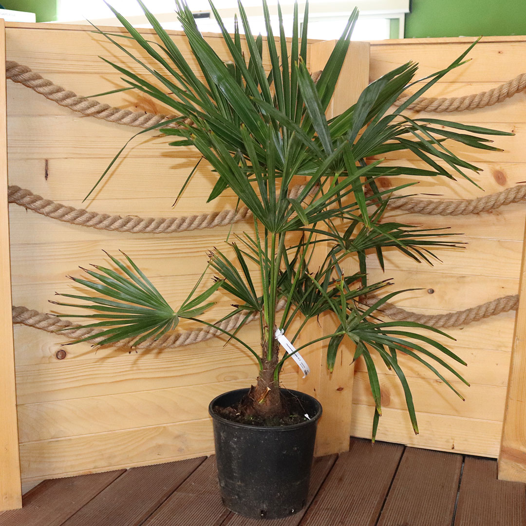 Palma konopná chamaerops excelsa | záhradníctvo garden team Palma konopná chamaerops excelsa