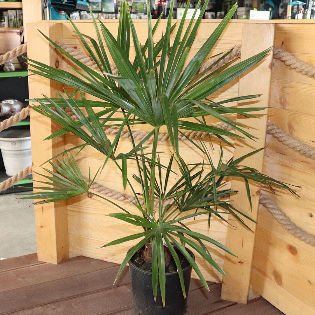 Palma konopná chamaerops excelsa | záhradníctvo garden team Palma konopná chamaerops excelsa