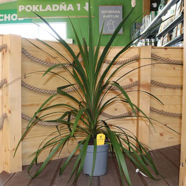 Cordylline australis verde veľký 2