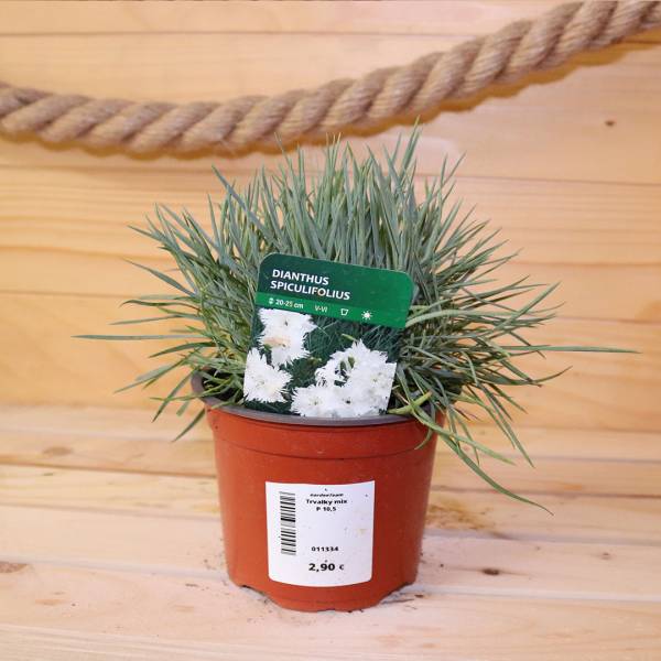 Dianthus spiculifolius klinček