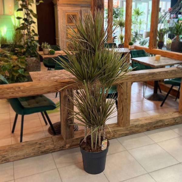 Dracena dracaena marginata bicolor | záhradníctvo garden team Dracena dracaena marginata bicolor