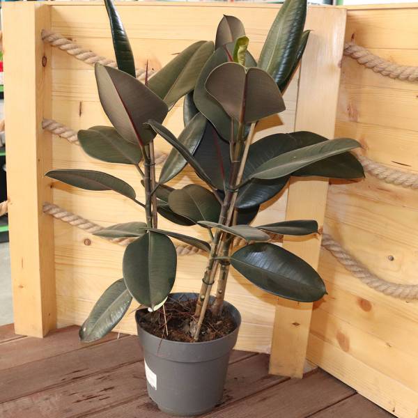 Ficus veľký Elastica abidjan
