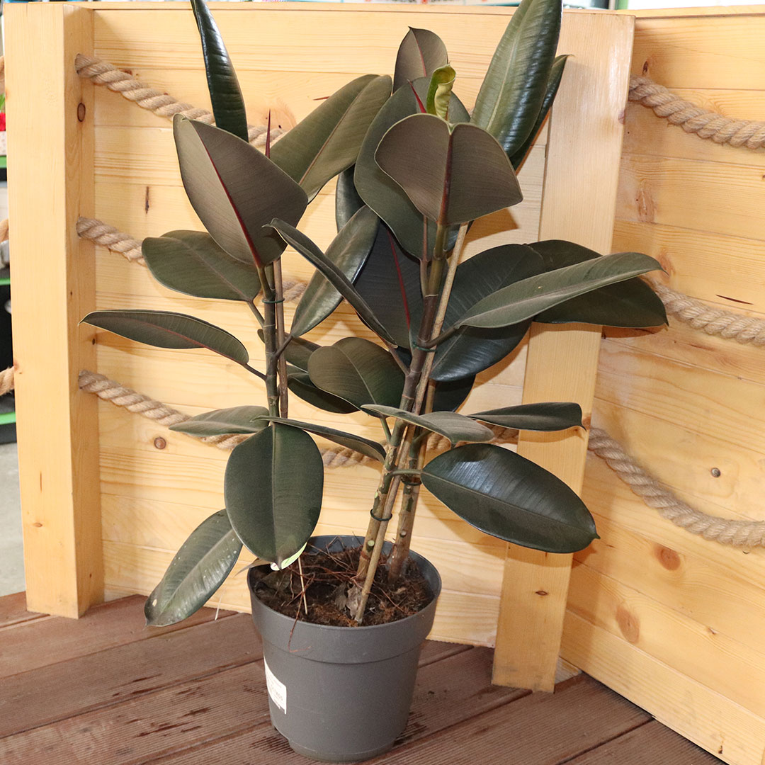 Ficus veľký elastica abidjan | záhradníctvo garden team Ficus veľký elastica abidjan