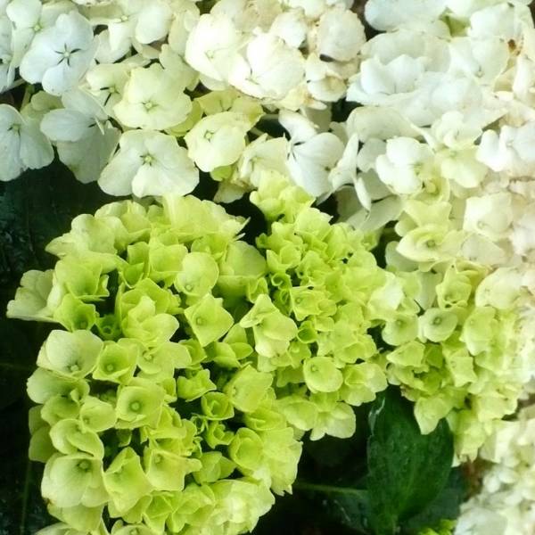 Hortenzia kalinolistá Bianco