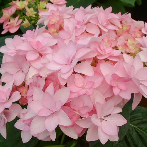 Hortenzia kalinolistá Romance Pink