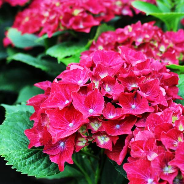 Hortenzia kalinolistá Royal Red