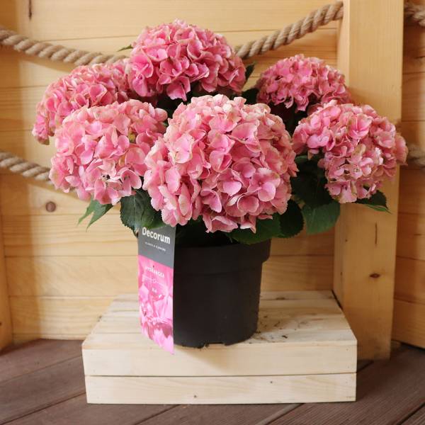Hortenzia kalinolistá Pink veľká