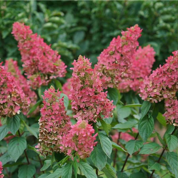 Hortenzia metlinatá pinky winky | záhradníctvo garden team Hortenzia metlinatá pinky winky