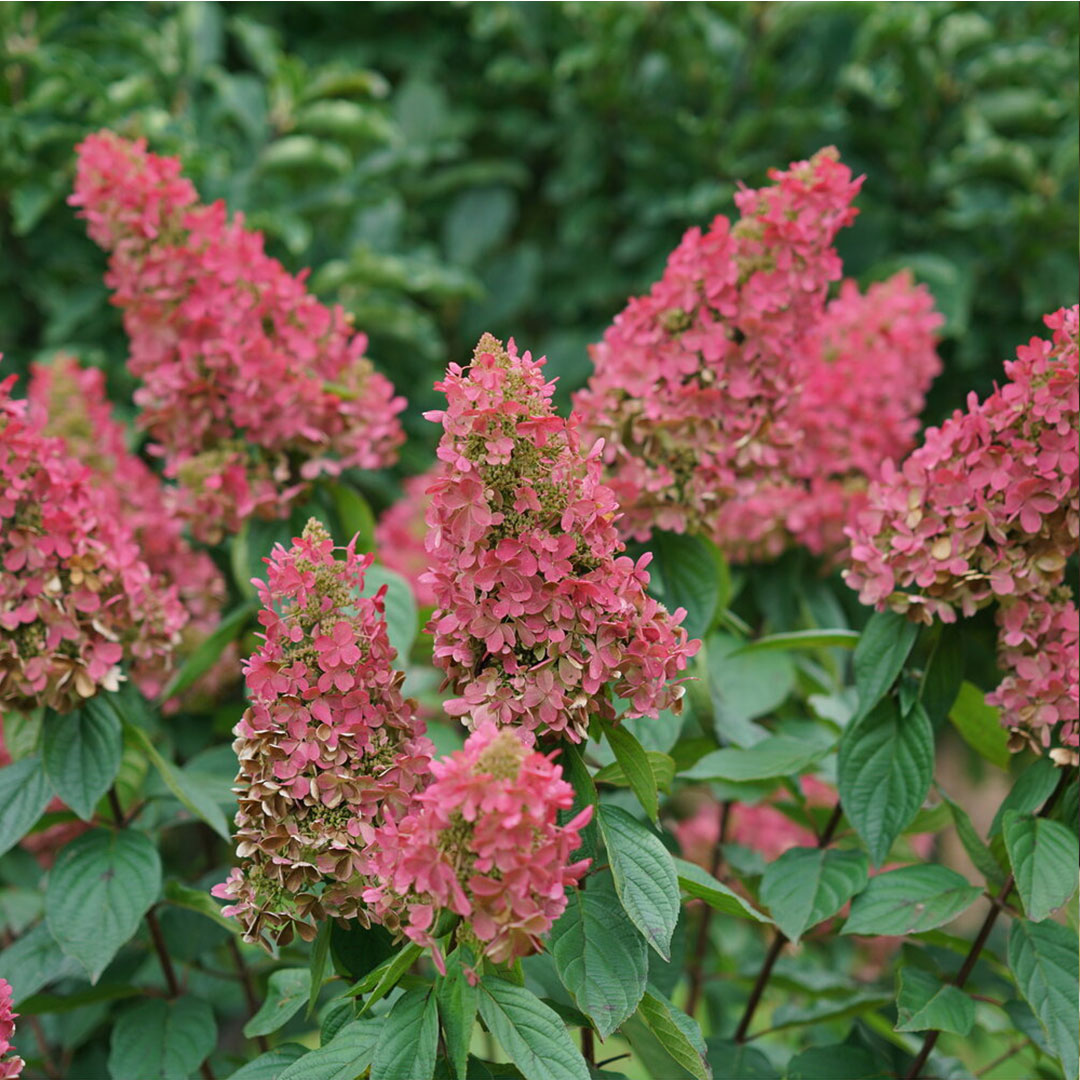 Hortenzia metlinatá pinky winky | záhradníctvo garden team Hortenzia metlinatá pinky winky