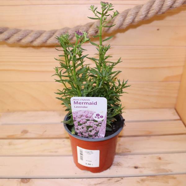 Iberka mermaid lavender