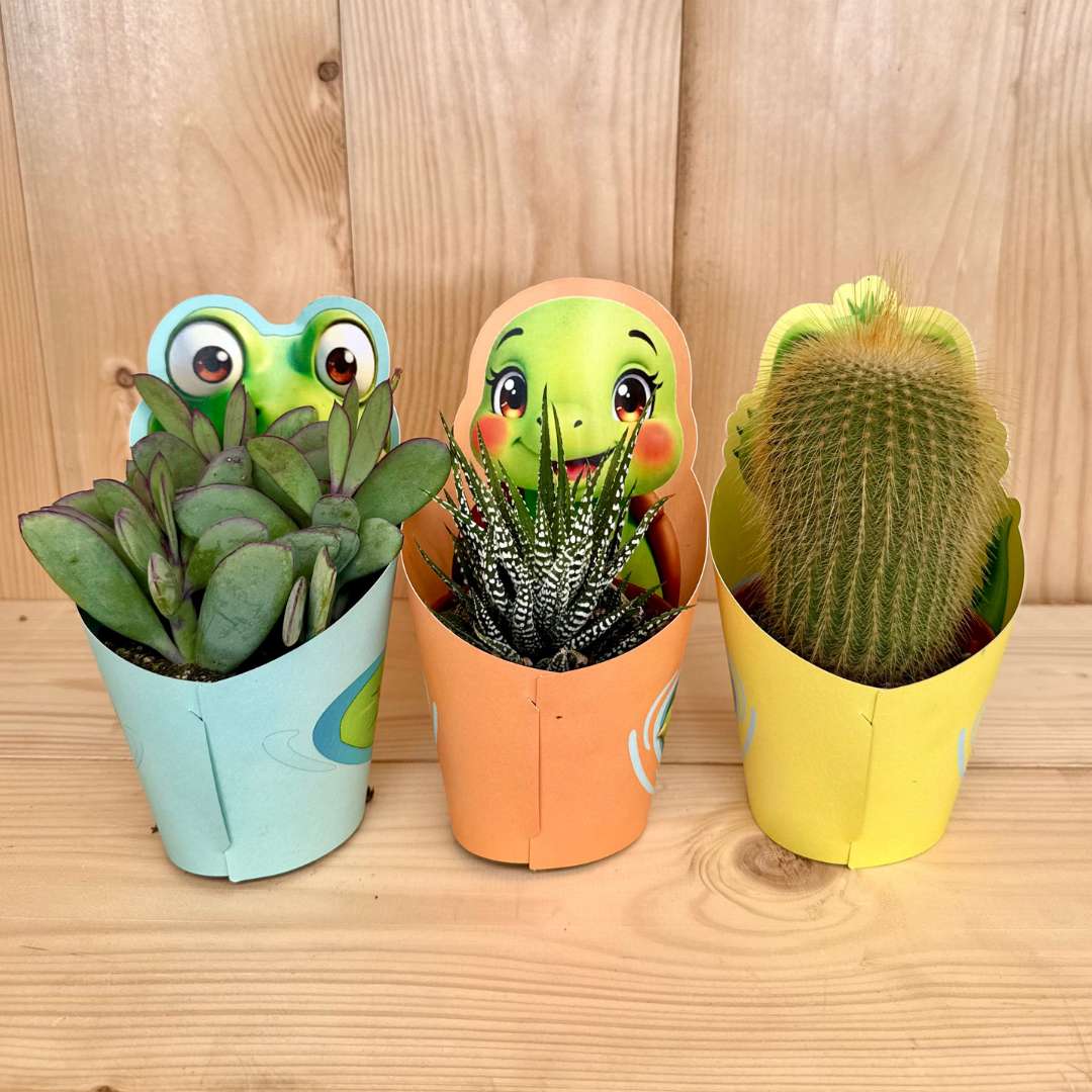 Kaktus giromagi mix druhov p 10,5 | záhradníctvo garden team Kaktus giromagi mix druhov p 105