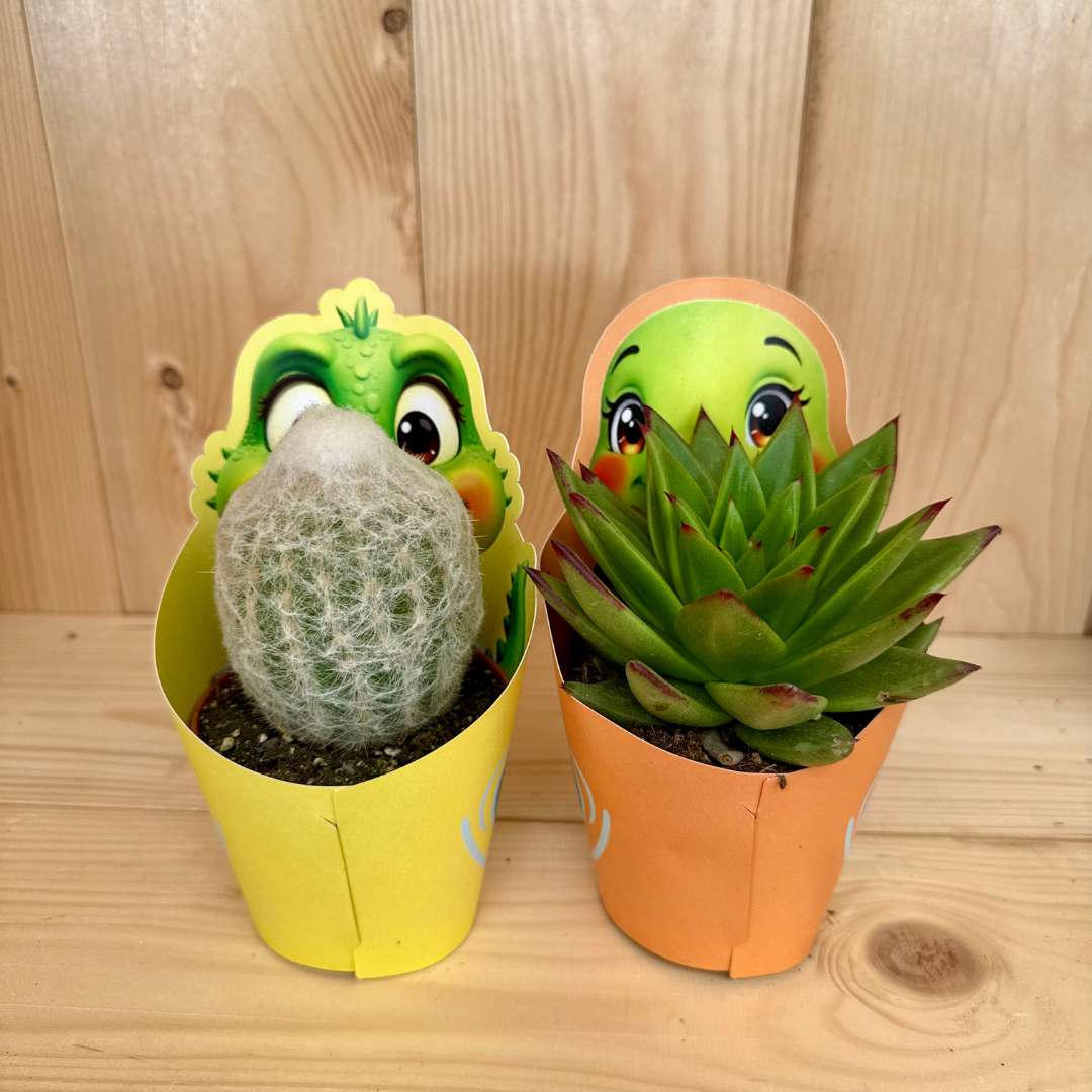 Kaktus giromagi mix druhov p 10,5 | záhradníctvo garden team Kaktus giromagi mix druhov p 105