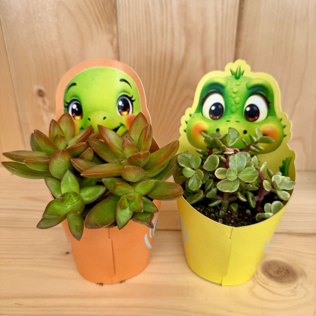 Kaktus giromagi mix druhov p 10,5 | záhradníctvo garden team Kaktus giromagi mix druhov p 105