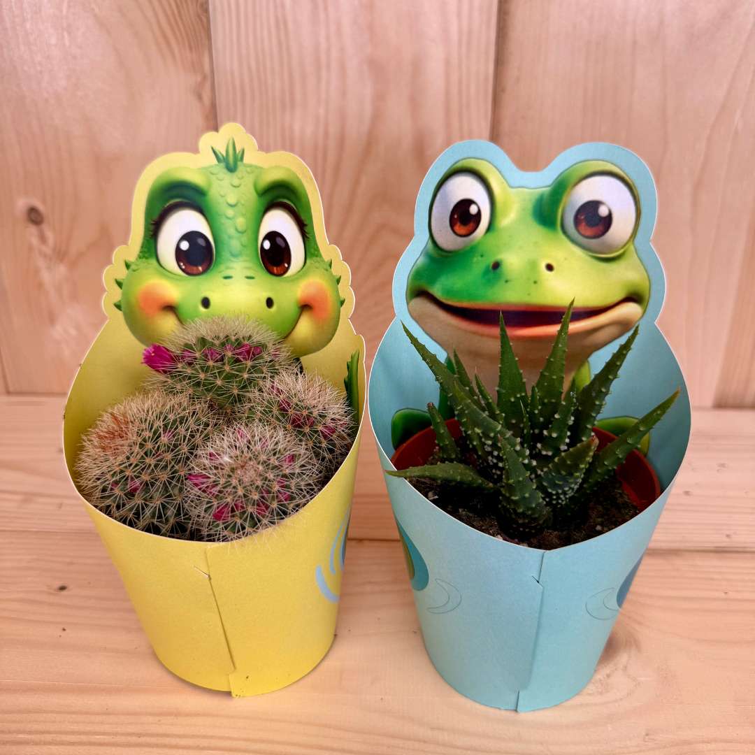 Kaktus giromagi mix druhov p 10,5 | záhradníctvo garden team Kaktus giromagi mix druhov p 105