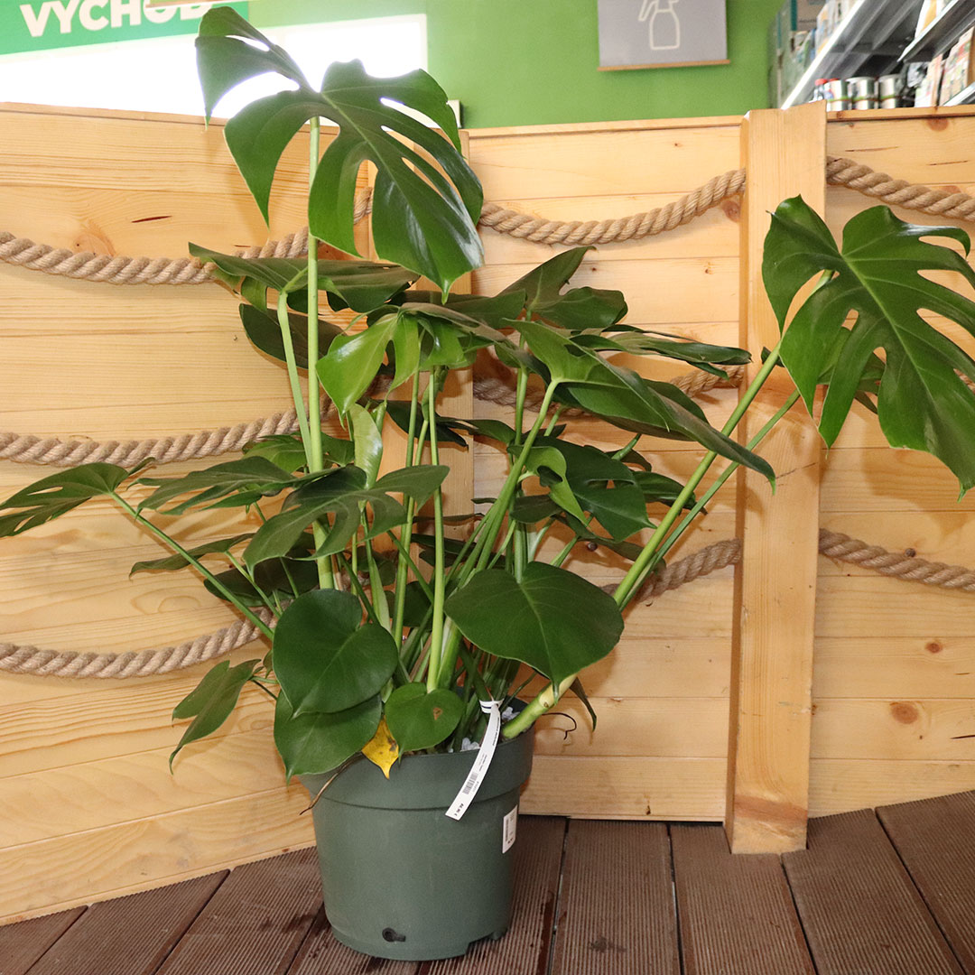 Monstera deliciosa | záhradníctvo garden team Monstera deliciosa