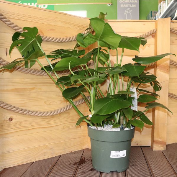 Monstera deliciosa