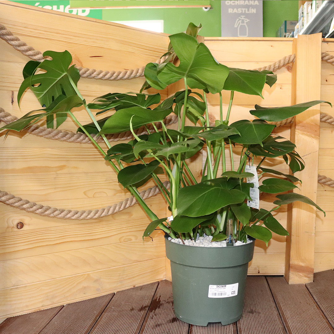 Monstera deliciosa | záhradníctvo garden team Monstera deliciosa