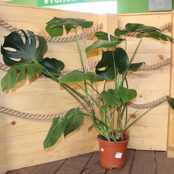 Monstera deliciosa 80cm
