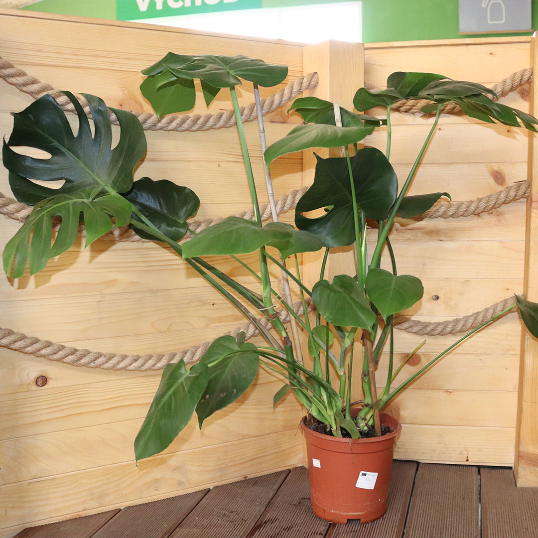 Monstera deliciosa 80cm | záhradníctvo garden team Monstera deliciosa 80cm