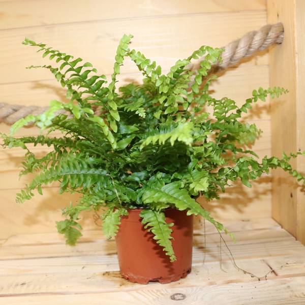 Papraď Nephrolepis exaltata