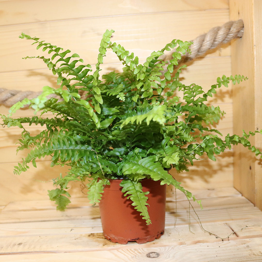 Papraď nephrolepis exaltata | záhradníctvo garden team Papraď nephrolepis exaltata