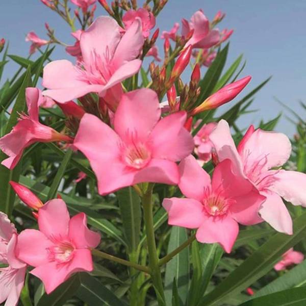 Oleander obyčajný ružový