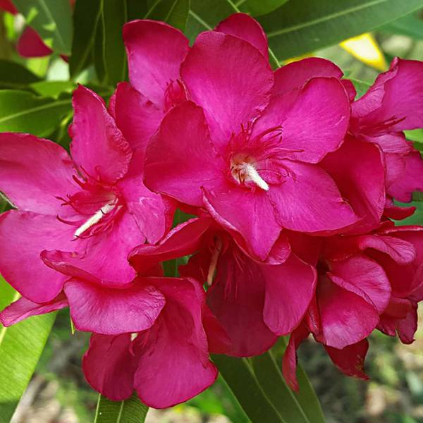 Oleander obyčajný červený