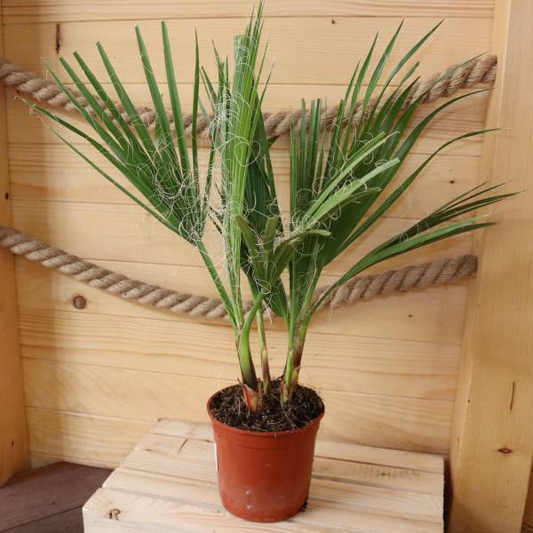 Palma Washingtonia Robusta