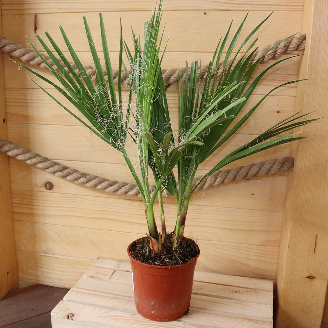 Palma washingtonia robusta | záhradníctvo garden team Palma washingtonia robusta