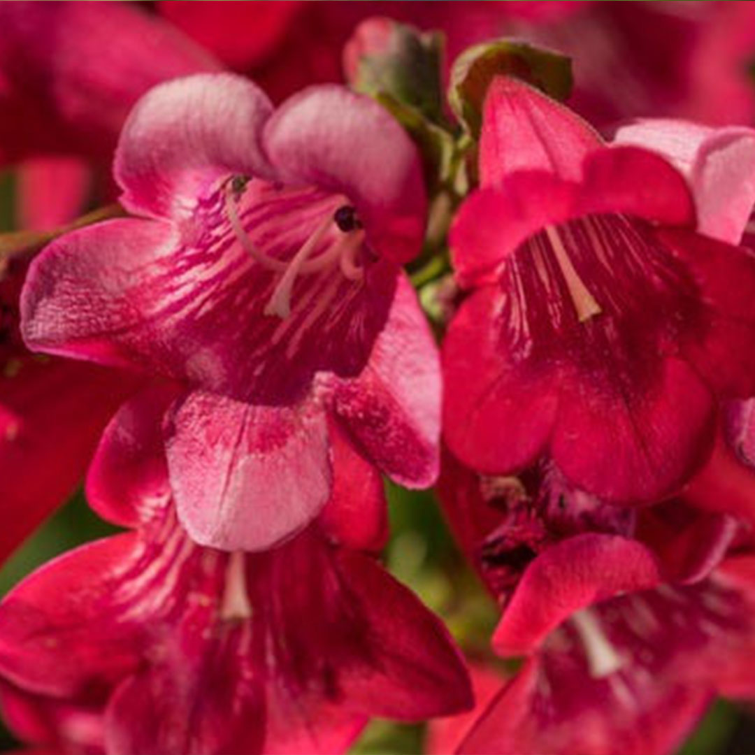 Penstemon barbatus pincolada rosy red shades detail | záhradníctvo garden team Penstemon barbatus pincolada rosy red shades detail