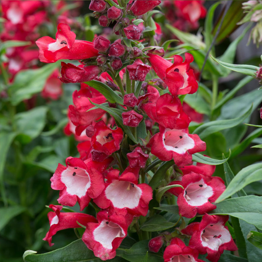 Penstemon partybells violet detail | záhradníctvo garden team Penstemon partybells violet detail