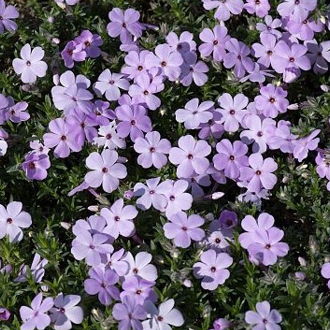 Phlox lilac cloud detail | záhradníctvo garden team Phlox lilac cloud detail