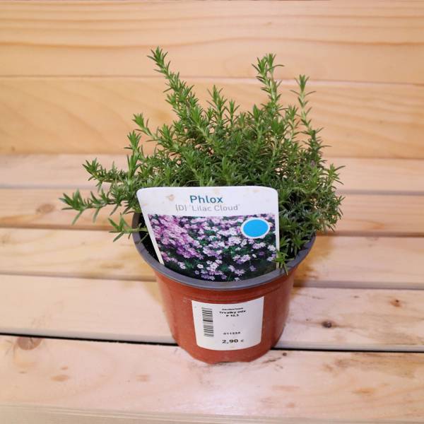 Phlox lilac cloud