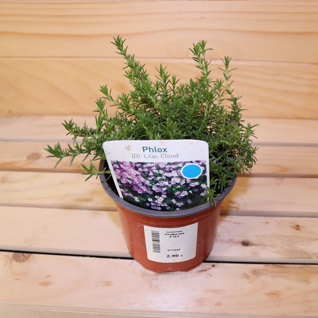Phlox lilac cloud | záhradníctvo garden team Phlox lilac cloud