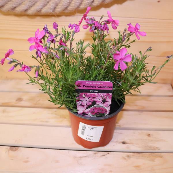 Flox šidlolistý Mc daniels cushion rose
