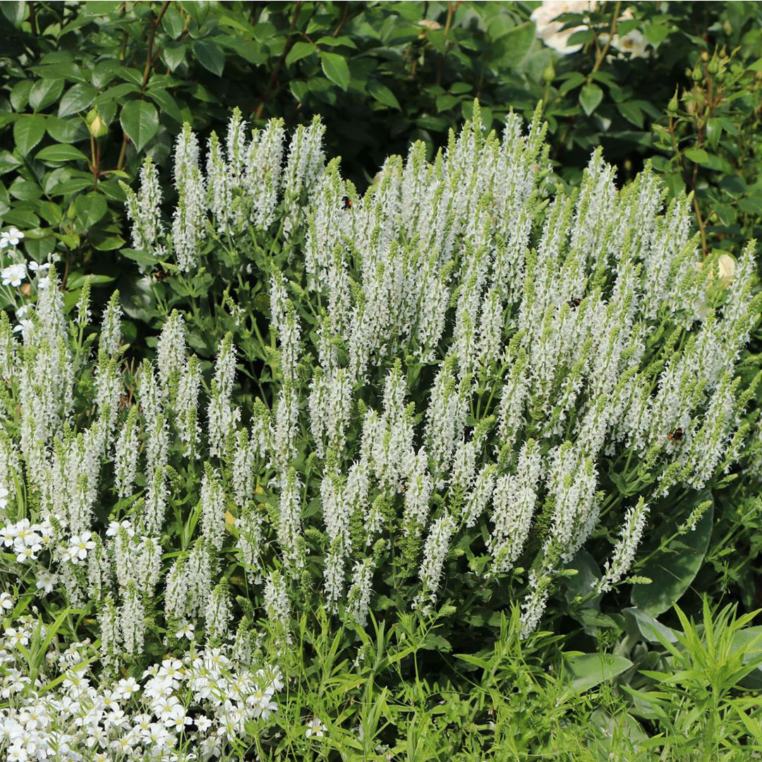 Šalvia hájna sensation compact white detail | záhradníctvo garden team Šalvia hájna sensation compact white detail