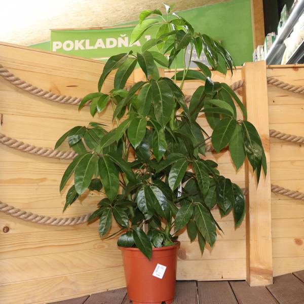 Schefflera actinophylla amate | záhradníctvo garden team Schefflera actinophylla amate